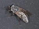 Apatolestes hinei