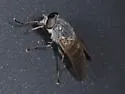 Apatolestes hinei - photo 2