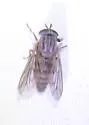 Apatolestes parkeri - photo 2