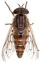 Apatolestes parkeri - photo 3