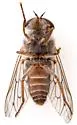 Apatolestes parkeri - photo 4