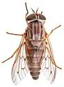 Apatolestes parkeri - photo 5