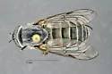 Apatolestes willistoni - photo 2