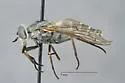 Apatolestes willistoni - photo 3