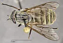 Apatolestes willistoni - photo 4