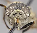 Apatolestes willistoni - photo 5