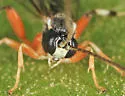 Apechthis annulicornis - photo 2