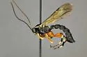 Apechthis annulicornis - photo 3
