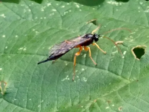 Apechthis compunctor