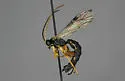 Apechthis picticornis