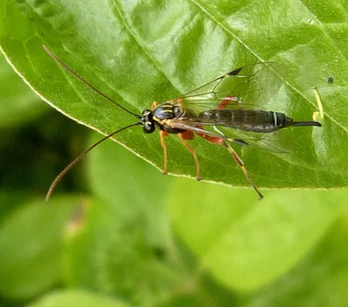 Apechthis rufata