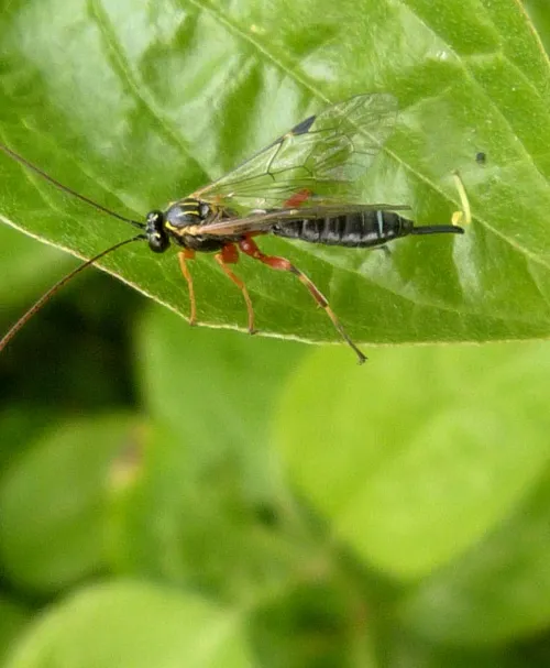 Apechthis rufata - photo 2
