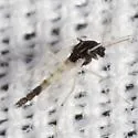 Apedilum elachistus