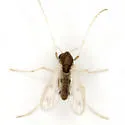 Apedilum elachistus - photo 2