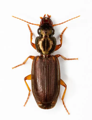 Apenes angustata