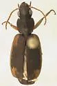 Apenes coriacea
