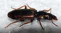Apenes lucidula