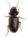 Apenes lucidula - photo 2