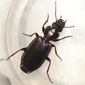 Apenes lucidula - photo 3