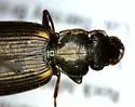 Apenes lucidula - photo 4