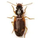 Apenes sinuata - photo 2