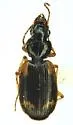 Apenes sinuata - photo 3
