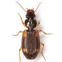Apenes sinuata - photo 4