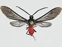 Apeplopoda mecrida - Hodges#8274.1