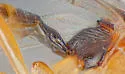 Aperileptus bellulus - photo 3