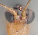 Aperileptus bellulus - photo 5