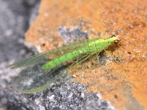 Apertochrysa flavifrons