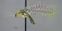Apertochrysa luctuosa - photo 2
