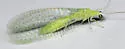 Apertochrysa macleodi