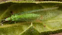 Perfect Green Lacewing