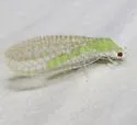 Perfect Green Lacewing - photo 2