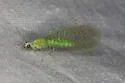 Perfect Green Lacewing - photo 3