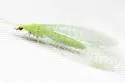 Perfect Green Lacewing - photo 4