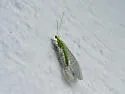 Sierra Green Lacewing