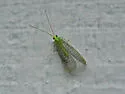 Sierra Green Lacewing - photo 2