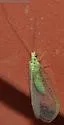 Sierra Green Lacewing - photo 3