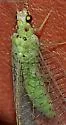 Sierra Green Lacewing - photo 4