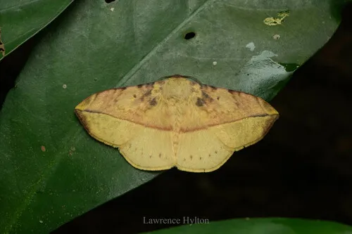 Apha kantonensis - photo 4