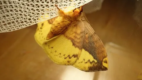 Apha kantonensis - photo 5