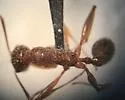 Aphaenogaster ashmeadi