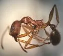 Aphaenogaster ashmeadi - photo 2