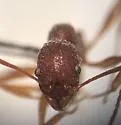 Aphaenogaster ashmeadi - photo 3