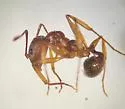 Aphaenogaster ashmeadi - photo 4
