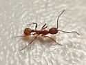 Aphaenogaster ashmeadi - photo 5