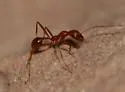 Aphaenogaster boulderensis