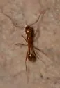 Aphaenogaster boulderensis - photo 2